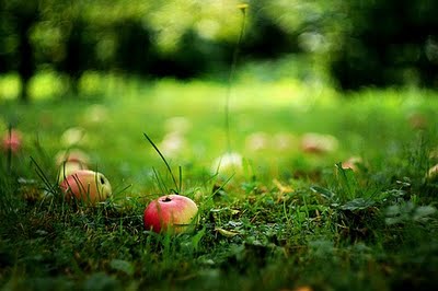 autumn apple.jpg