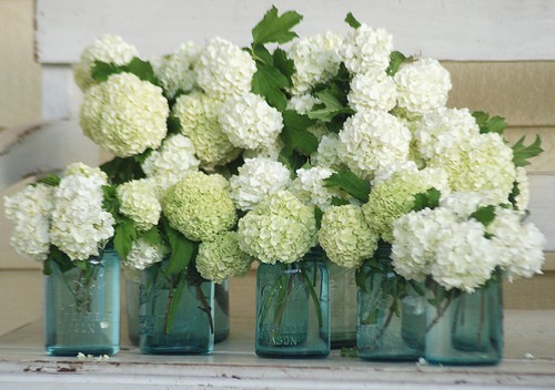 hydrangea6.jpg