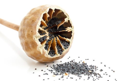 bigstock-single-cut-open-poppy-seed-pod-98152181.jpg