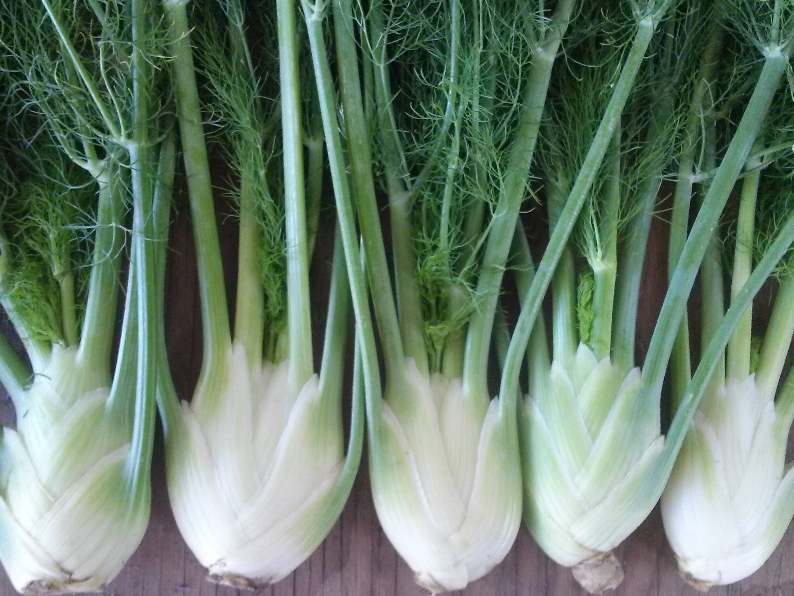 fennel-zefa-fino.jpg