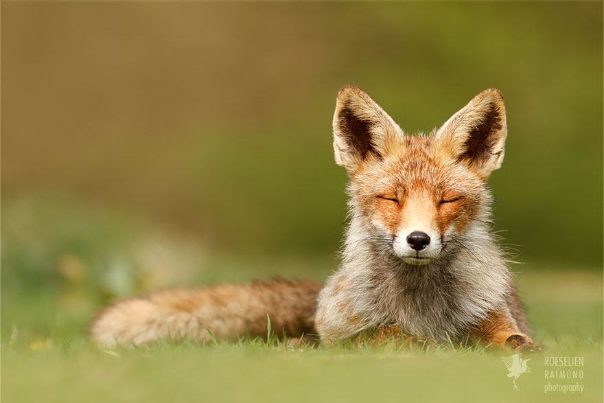 zen-foxes-roeselien-raimond-15_880.jpg