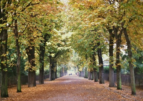 bois de boulogne.jpg