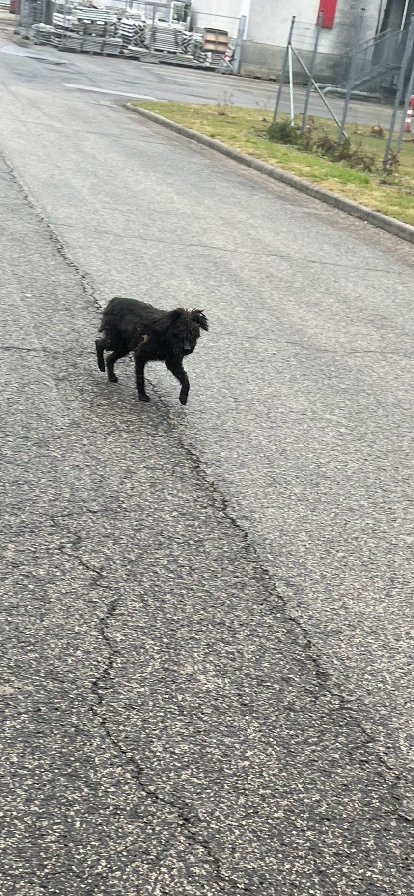 Update: A gazdi azt mondta majd holnap értemegy. :(<br /><br />Egy fekete kis testű kutyus futkos a Metró körül (Budakalász), nem tudjuk elkapni. Az út mellett halad!<br />https://www.facebook.com/groups/1716870985251517/permalink/3388310811440851/