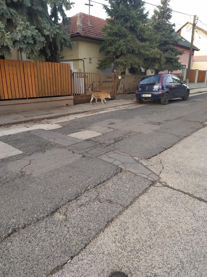 15:00körül Széchenyi István utca- Aranyeső utca sarkán láttam. Kutyákkal barátságosnak tűnik, ivaros kan. De bizalmatlan, sajnos nem tudtam megfogni, falatot sem fogadott el.<br />Már 31-én délután is látták őt errefelé.<br /><br />https://www.facebook.com/groups/2087890858026581/posts/2141864819295851