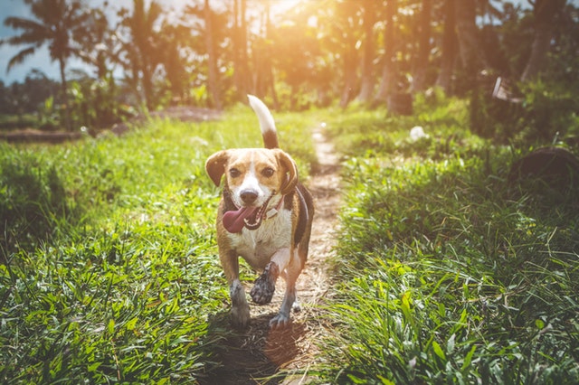adult-beagle-walking-on-grass-field-1485637.jpg