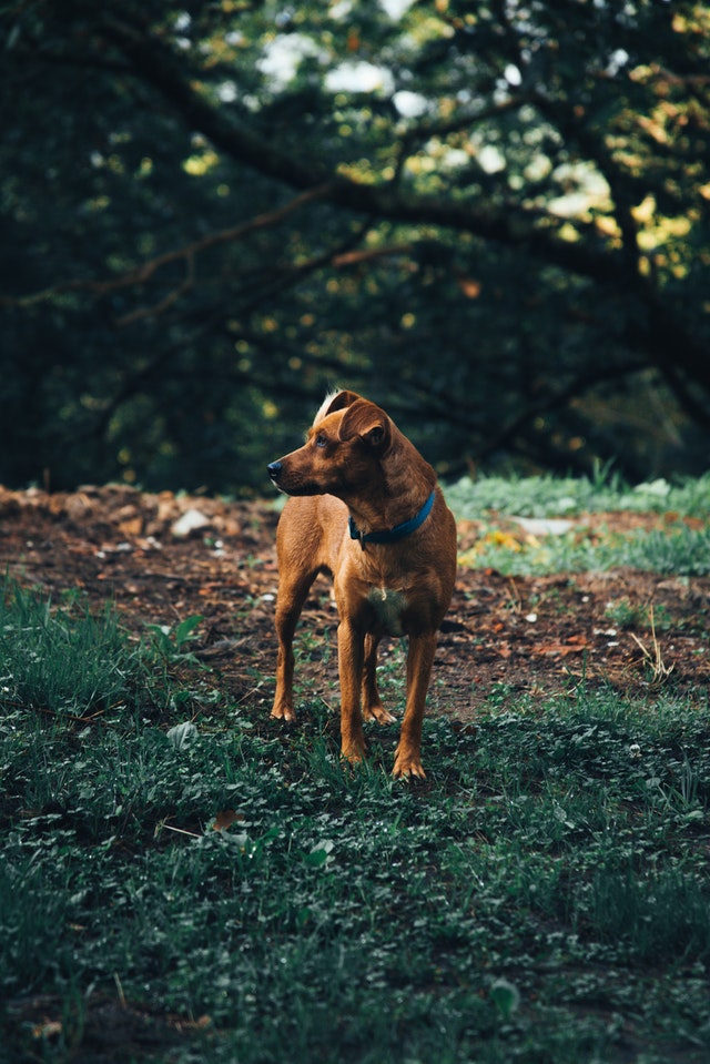 brown-dog-curious-about-something-3010183.jpg