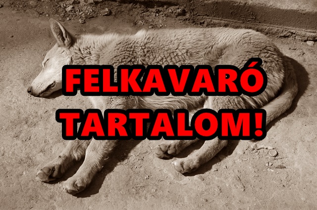 A továbbiakban felkavaró képeket láthatsz!