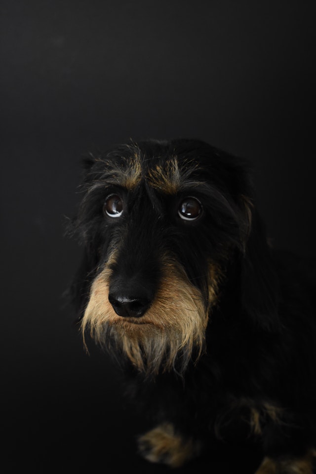 long-coated-black-dog-1557178.jpg