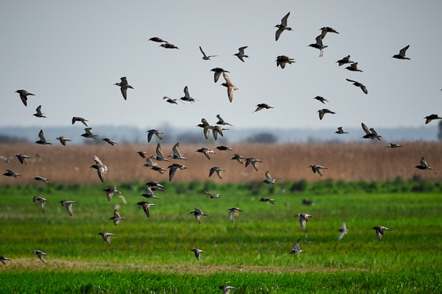 photo-of-a-flock-of-birds-flying-below-grass-field-2570171.jpg