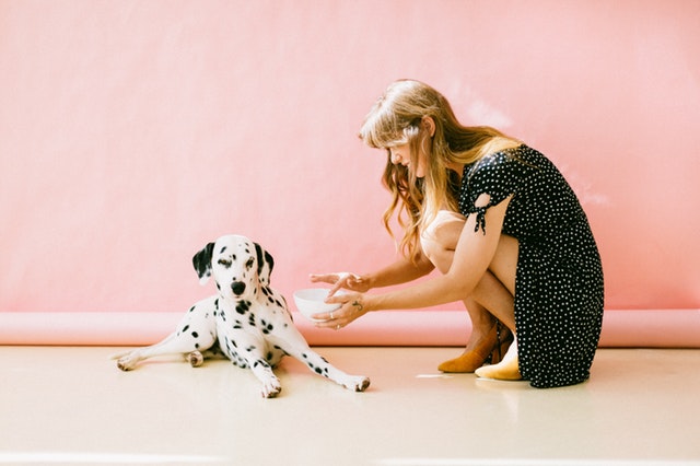 white-and-black-dalmatian-dog-sitting-in-front-of-woman-near-3297502.jpg