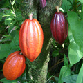 Kakaófa /Theobroma cacao/ megjelenése