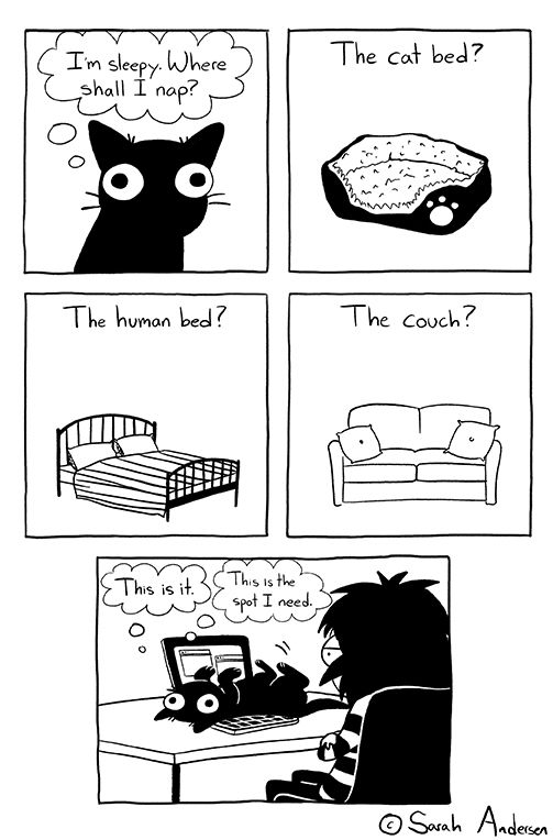 sarah_andersen_cat.jpg