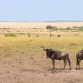 Utazás Kenyába 5. befejező rész - Nagy vándorlás a Marán