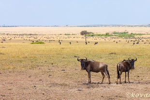 Utazás Kenyába 5. befejező rész - Nagy vándorlás a Marán