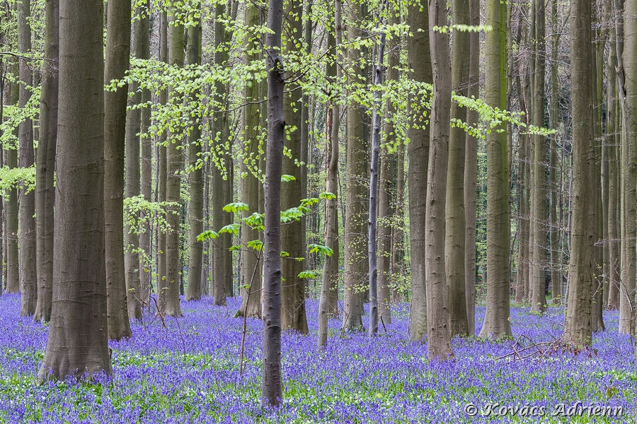 hallerbos1-1.jpg