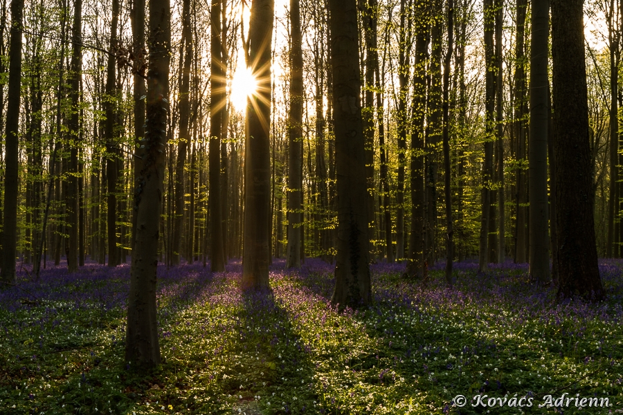 hallerbos1-11.jpg