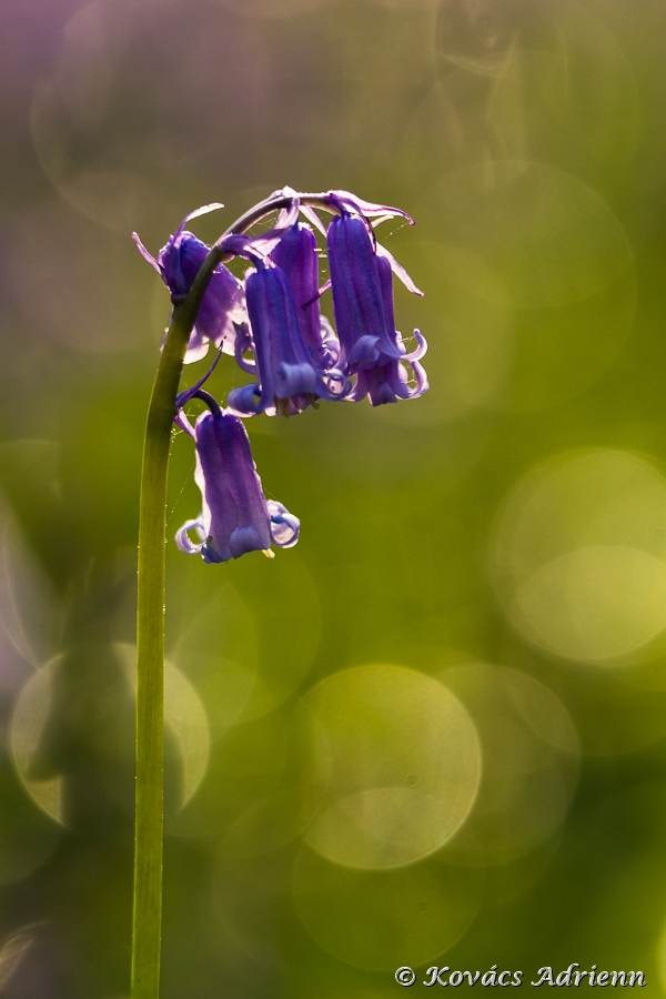 hallerbos1-13.jpg