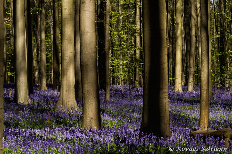 hallerbos1-17.jpg