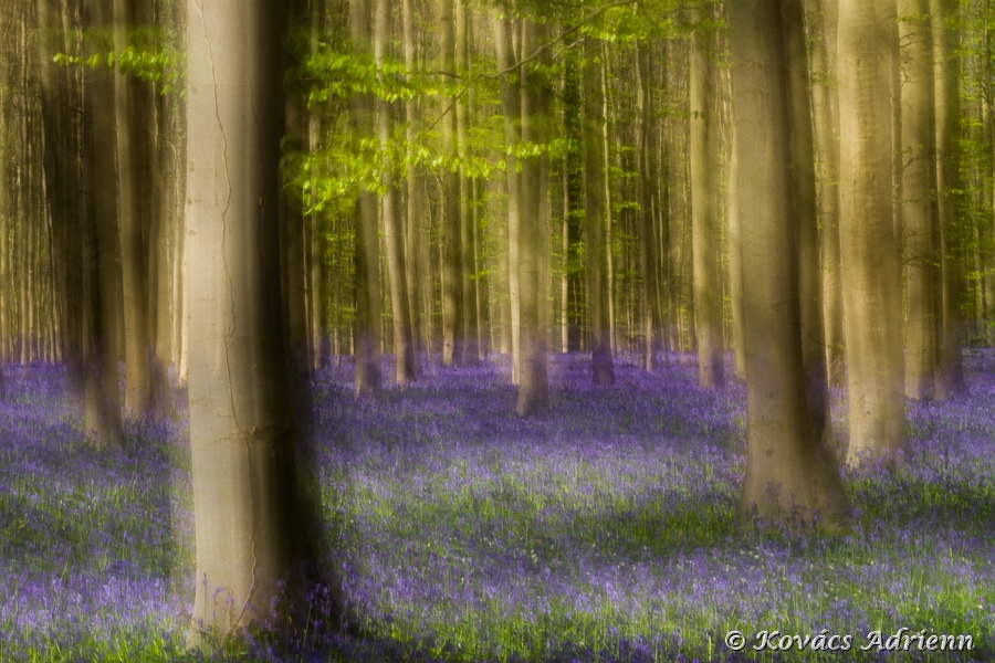 hallerbos1-18.jpg