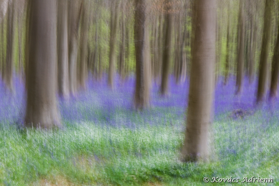 hallerbos1-2.jpg