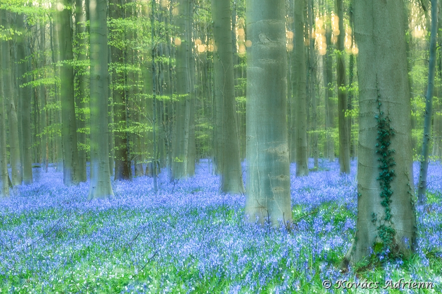 hallerbos1-4.jpg