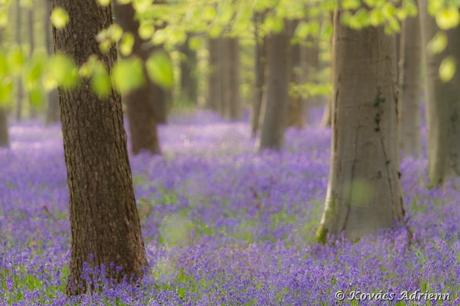 hallerbos1-5.jpg