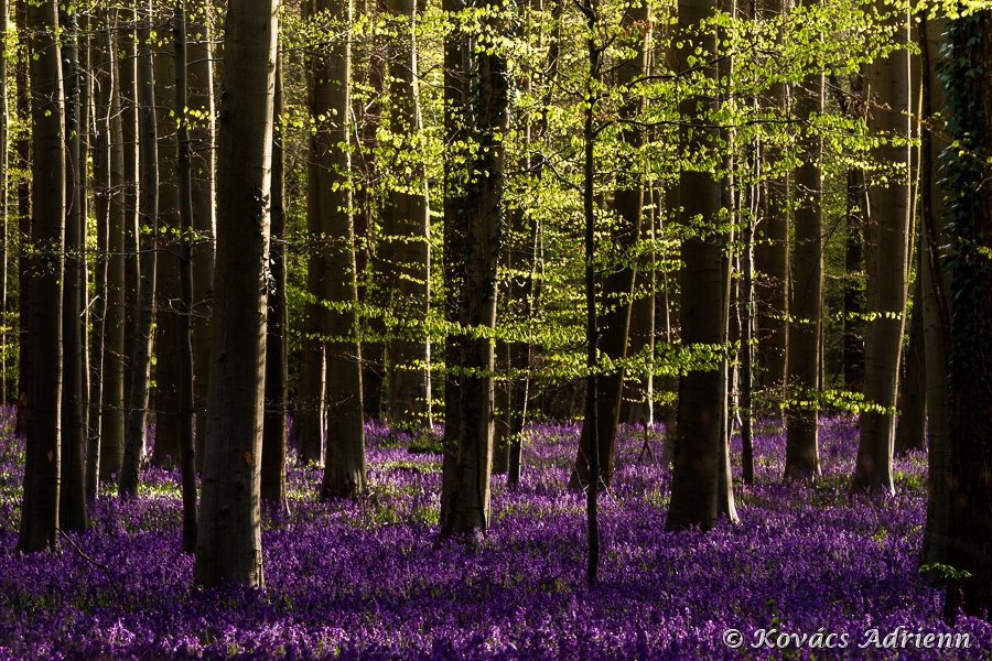 hallerbos1-7.jpg