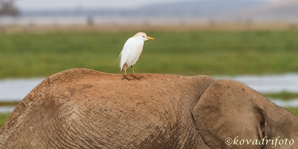 amboseli_174.jpg