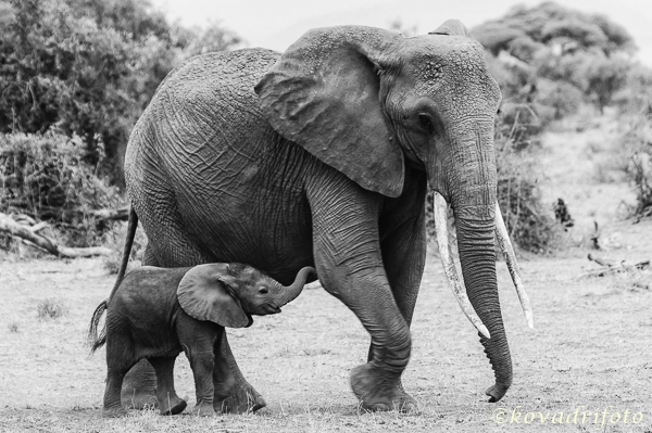 amboseli_18-edit.jpg