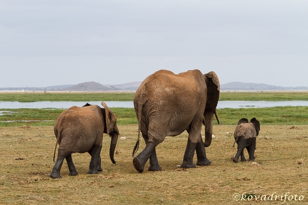 amboseli_191.jpg