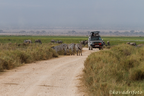 amboseli_225.jpg