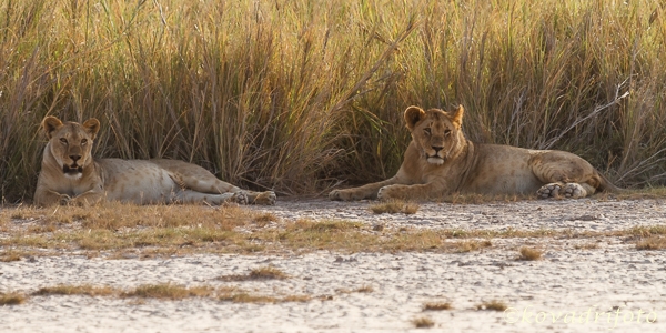 amboseli_366.jpg