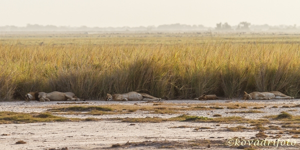 amboseli_394.jpg