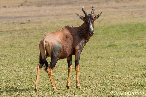 Topi