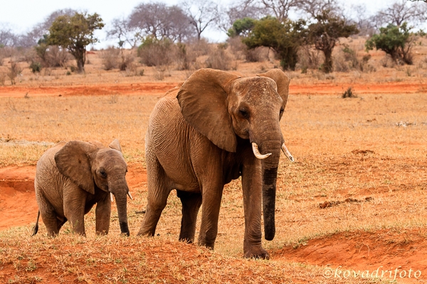 tsavo_east_18.jpg