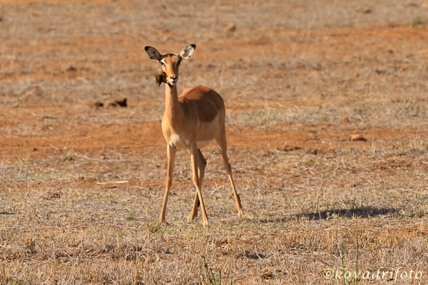 Impala nőstény