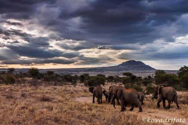 Tsavo West park látkép elefántokkal