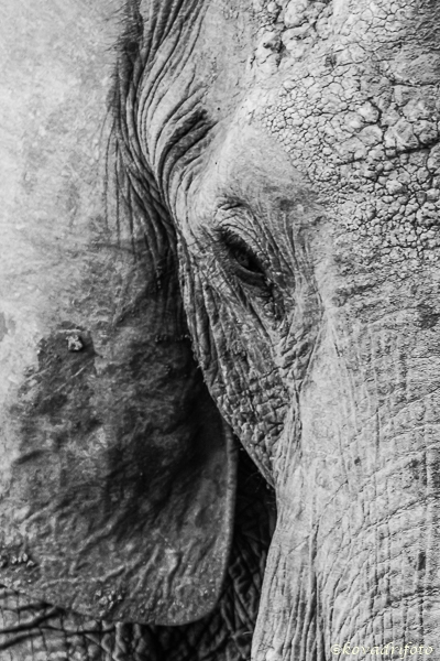 Elefánt portré
