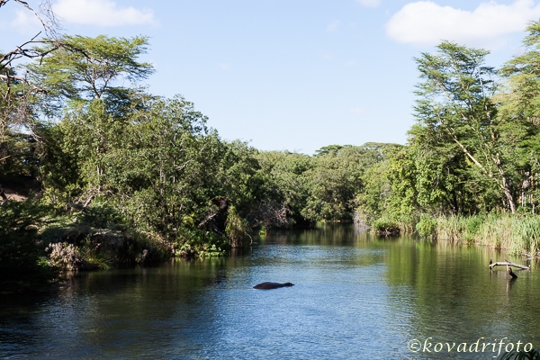 Mzima Springs 2