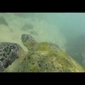 Teknősök Sri Lankán