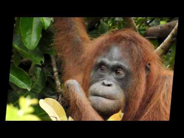 Orangutan University Nyaru Menteng