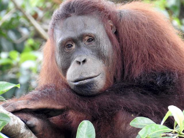 Orángután "egyetem" Indonéz Borneón, Kalimantanon