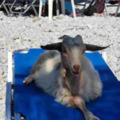 Kecskék a tengerparton: A görögországi nyaralás plusz bónusza