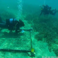 Szén-dioxid-elnyelő Posidonia tengerifű-kerteket telepítettek a görög tengerekbe