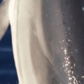 Rendkívül ritka delfint fedeztek fel Görögországban