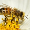 Méhészek álltak ki a görög méz megmentéséért