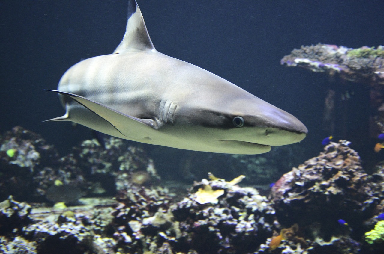 blacktip-shark-1294753_1280.jpg