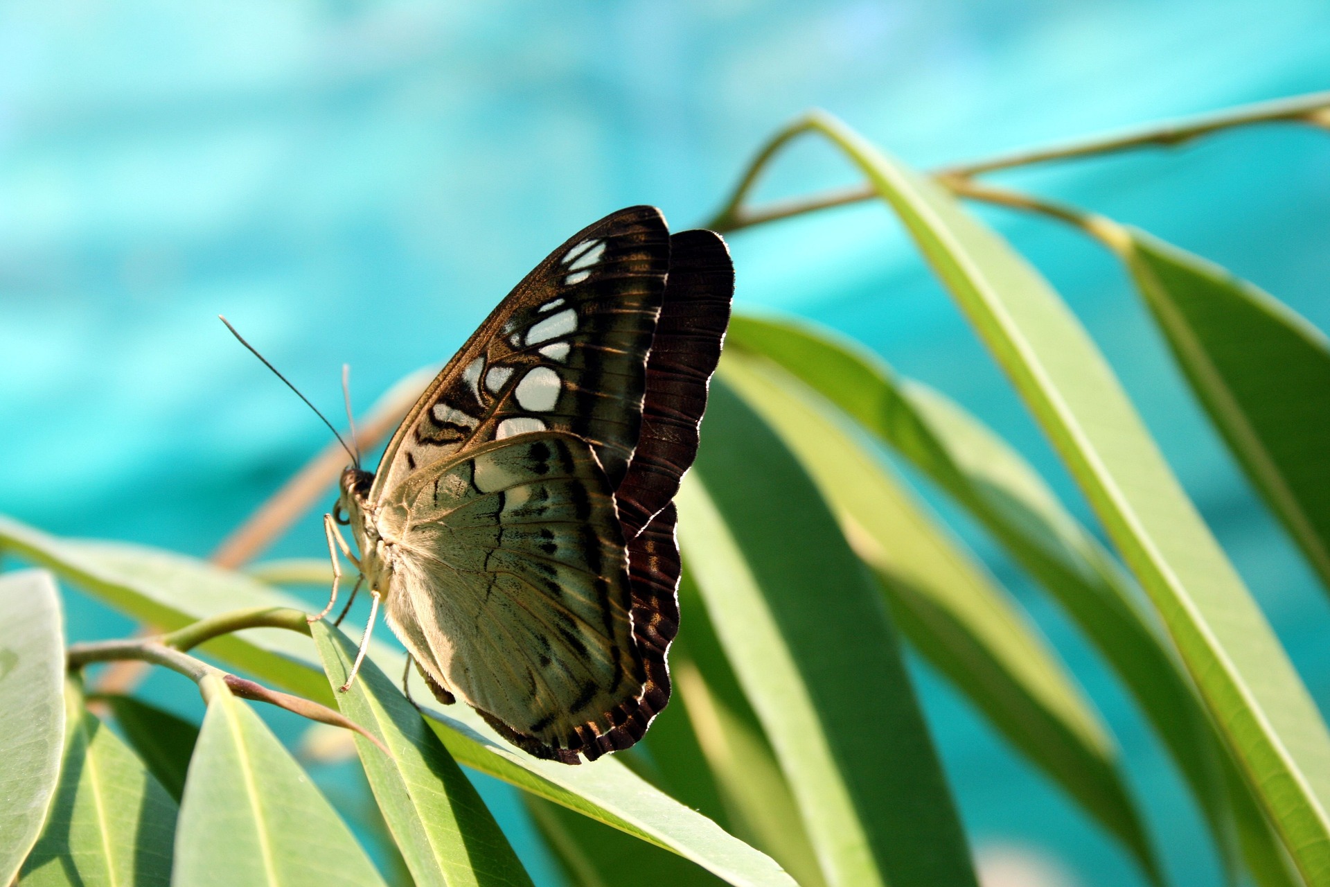 butterfly-g303639877_1920.jpg