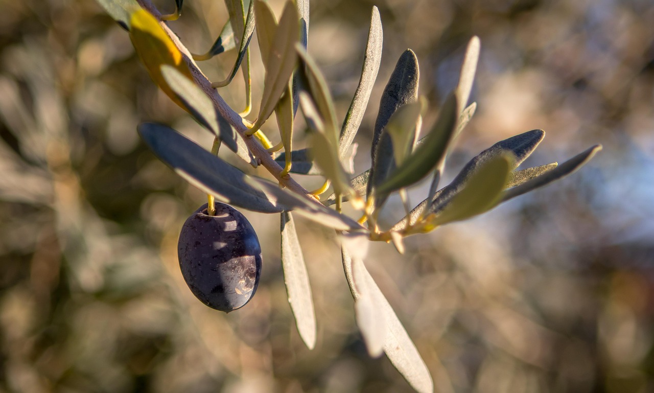 olive-2908688_1280.jpg