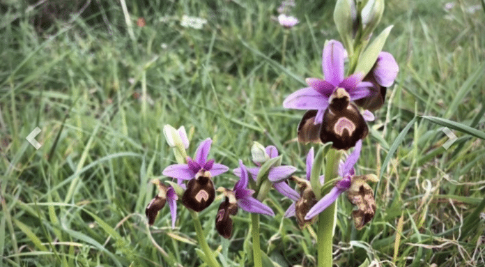 orchidea_lesvos_gr.png